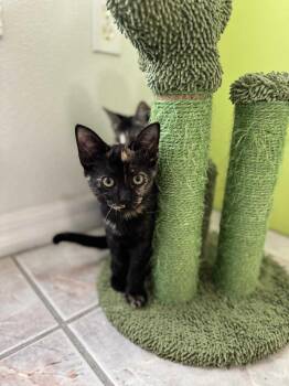 Rescue Domestic Short Hair Cats for Adoption - Jenga | PetCurious