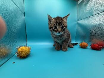 Rescue Domestic Short Hair Cats for Adoption in Absecon, New Jersey - Spooky | PetCurious