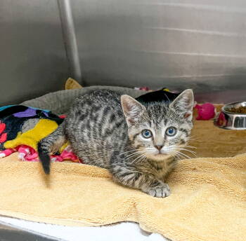 Rescue Domestic Short Hair Cats for Adoption in Sanford, North Carolina - Gwengoolie | PetCurious