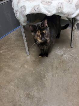 Rescue American Shorthair and Domestic Short Hair Cats for Adoption in Bartlesville, Oklahoma - Missey | PetCurious