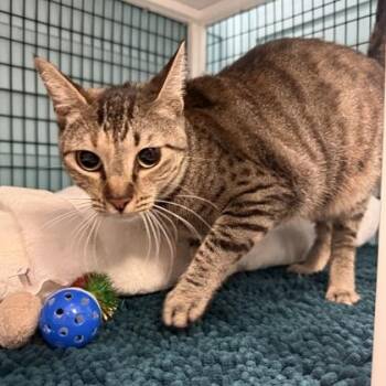 NORA -  Domestic Short Hair Cat for Adoption in Fernandina Beach, Florida - NORA | PetCurious