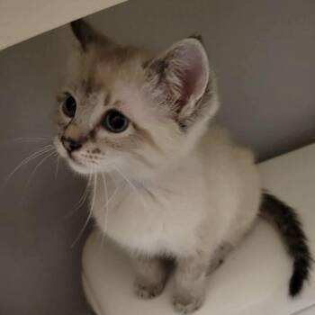 Siamese and Domestic Short Hair Cats Available for Adoption in Jurupa Valley, California - Marilyn | PetCurious
