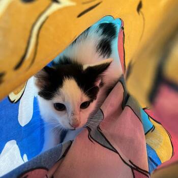 SVAS-Stray-38852 -  Domestic Short Hair Cat for Adoption in Lyndhurst, Virginia - SVAS-Stray-38852 | PetCurious