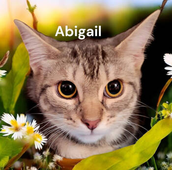 Rescue Tabby Cats for Adoption in Weems, Virginia - Abigail | PetCurious