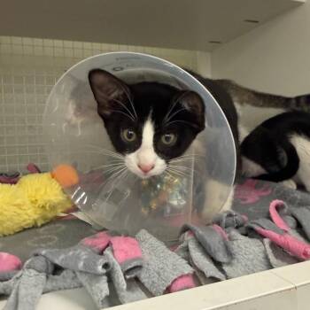Arvest -  Domestic Short Hair Cat for Adoption in San Antonio, Texas - Arvest | PetCurious