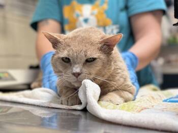 Rescue Domestic Short Hair Cats for Adoption in Raleigh, North Carolina - RENATO | PetCurious