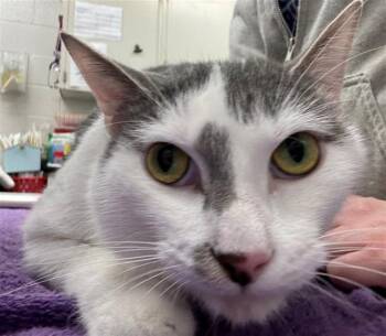 Domestic Short Hair Cats Available for Adoption in Peoria, Illinois - HANSEL | PetCurious