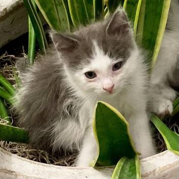 Jimi* -  Domestic Short Hair Cat for Adoption in San Gabriel, California - Jimi* | PetCurious