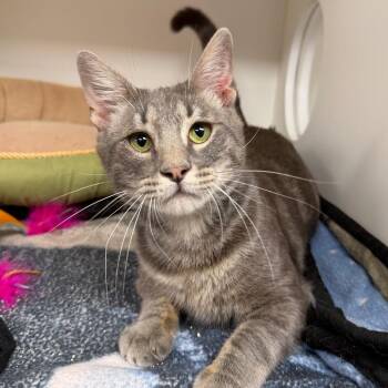 Cotton Eyed Joe -  Domestic Short Hair Cat for Adoption in Stillwater, Oklahoma - Cotton Eyed Joe | PetCurious