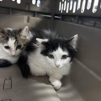 Baby Bear -  Domestic Long Hair Cat for Adoption in Spokane, Washington - Baby Bear | PetCurious