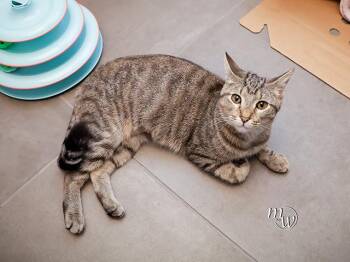 ZIPPY -  Domestic Short Hair Cat for Adoption in Omaha, Nebraska - ZIPPY | PetCurious