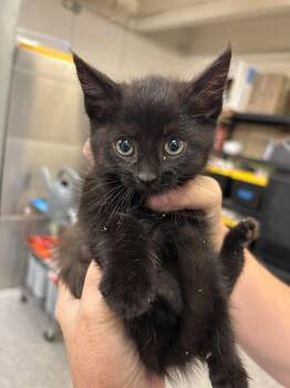 Cranberry Juice -  Domestic Short Hair Cat for Adoption in Fruit Heights, Utah - Cranberry Juice | PetCurious