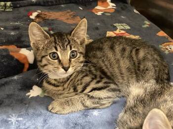 LIAM -  Domestic Short Hair Cat for Adoption in Tustin, California - LIAM | PetCurious