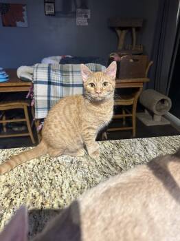 Rescue Domestic Short Hair Cats for Adoption in Albany, Wisconsin - Talamage | PetCurious