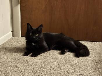 Rescue Domestic Medium Hair Cats for Adoption in Brookville, Pennsylvania - Dottie | PetCurious