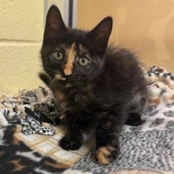 Mulan -  Domestic Medium Hair Cat for Adoption - Mulan | PetCurious