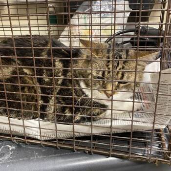 Rescue Domestic Long Hair Cats for Adoption in Modesto, California - MISSY | PetCurious