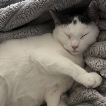 Domestic Short Hair Cats Available for Adoption - Game Stop (renamed Wyatt) | PetCurious