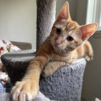 Sungold Tomato -  Tabby and Domestic Short Hair Cat for Adoption in UNIVERSITY PA, Maryland - Sungold Tomato | PetCurious