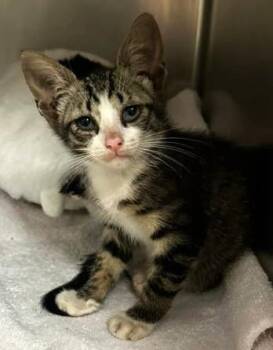 Stewie -  Domestic Short Hair Cat for Adoption in North Myrtle Beach, South Carolina - Stewie | PetCurious