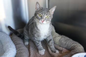 Macaroon -  Domestic Short Hair Cat Available for Adoption in Fountain Hills, Arizona - Macaroon | PetCurious