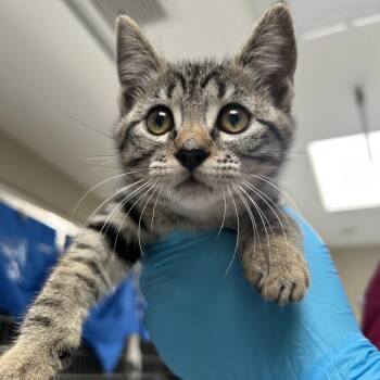 Domestic Short Hair Cats Available for Adoption in Ojai, California - Isabel | PetCurious