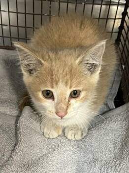 Domestic Short Hair Cats Available for Adoption in San Bernardino, California - BISCUT | PetCurious