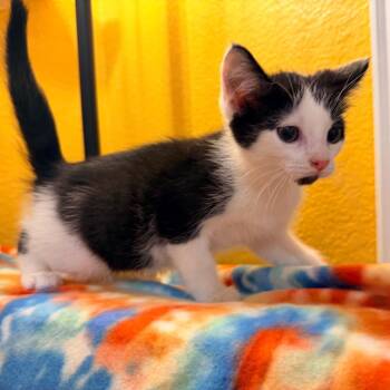 Braxton -  Domestic Medium Hair Cat for Adoption in Lewisville, Texas - Braxton | PetCurious