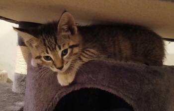 Rescue Domestic Short Hair Cats for Adoption in Tillsonburg, Ontario - POUTINE | PetCurious