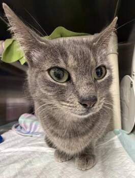 Domestic Short Hair Cats Available for Adoption in Pensacola, Florida - JINGLES | PetCurious