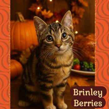 Rescue Domestic Short Hair Cats for Adoption in Dubois, Pennsylvania - Brinley Berries | PetCurious