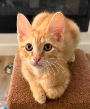 Cheeto -  Domestic Short Hair Cat for Adoption in Magnolia, Texas - Cheeto | PetCurious