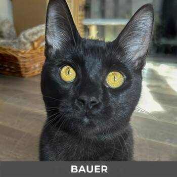Bauer -  Domestic Short Hair Cat for Adoption in Toronto, Ontario - Bauer | PetCurious