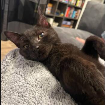Chino Plump -  Domestic Short Hair Cat for Adoption in Morrison, Colorado - Chino Plump | PetCurious