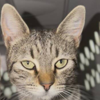 Domestic Short Hair Cats Available for Adoption - Belle | PetCurious