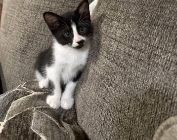 Domestic Short Hair Cats Available for Adoption in Fort Walton Beach, Florida - CHARLIE CHAP | PetCurious