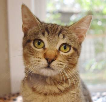 Domestic Short Hair Cats Available for Adoption - Coop | PetCurious