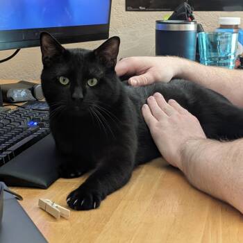 Nougat -  Domestic Short Hair Cat for Adoption in Bentonville, Arkansas - Nougat | PetCurious
