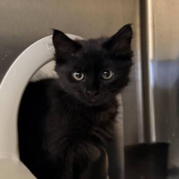 Kettle -  Domestic Medium Hair Cat for Adoption in Palm Springs, California - Kettle | PetCurious