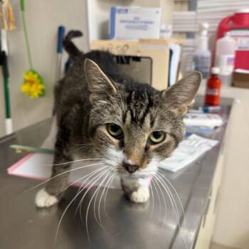 G Man -  Domestic Short Hair Cat for Adoption in Pekin, Illinois - G Man | PetCurious