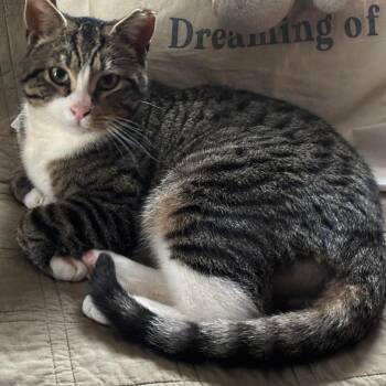 Domestic Short Hair Cats Available for Adoption - Silverado | PetCurious