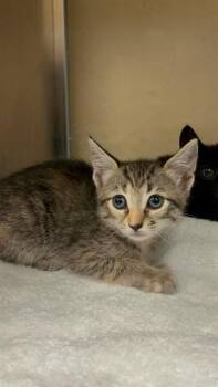 MARLON -  Domestic Short Hair Cat for Adoption in Fort Myers, Florida - MARLON | PetCurious