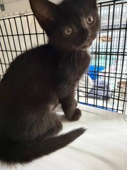 Hisoka -  Domestic Short Hair Cat for Adoption in Trenton, New Jersey - Hisoka | PetCurious