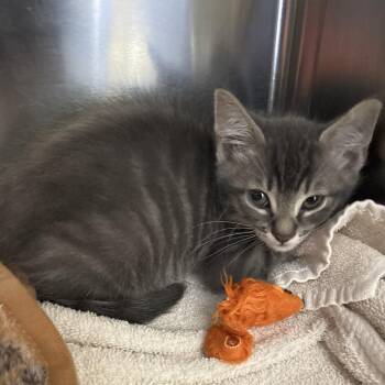Dipper -  Domestic Short Hair Cat for Adoption in Hawthorne, California - Dipper | PetCurious