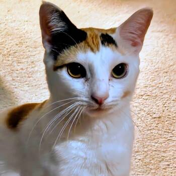 Calico Cats Available for Adoption in New York, New York - Gardenia | PetCurious