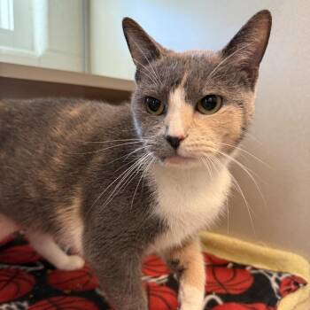 Marteeny -  Domestic Short Hair Cat for Adoption in Gloucester, Virginia - Marteeny | PetCurious