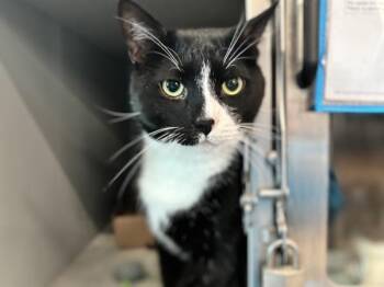 Leo -  Domestic Short Hair Cat for Adoption - Leo | PetCurious