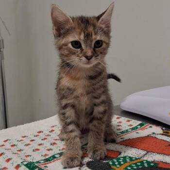Princess -  Domestic Short Hair Cat for Adoption in York, Pennsylvania - Princess | PetCurious