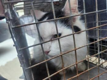 Domestic Long Hair Cats Available for Adoption in Fort Lauderdale, Florida - A2475070 | PetCurious