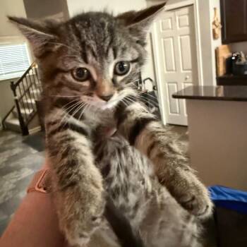 Bolt -  Domestic Short Hair Cat for Adoption - Bolt | PetCurious